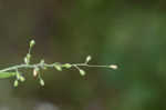 Softleaf rosette grass